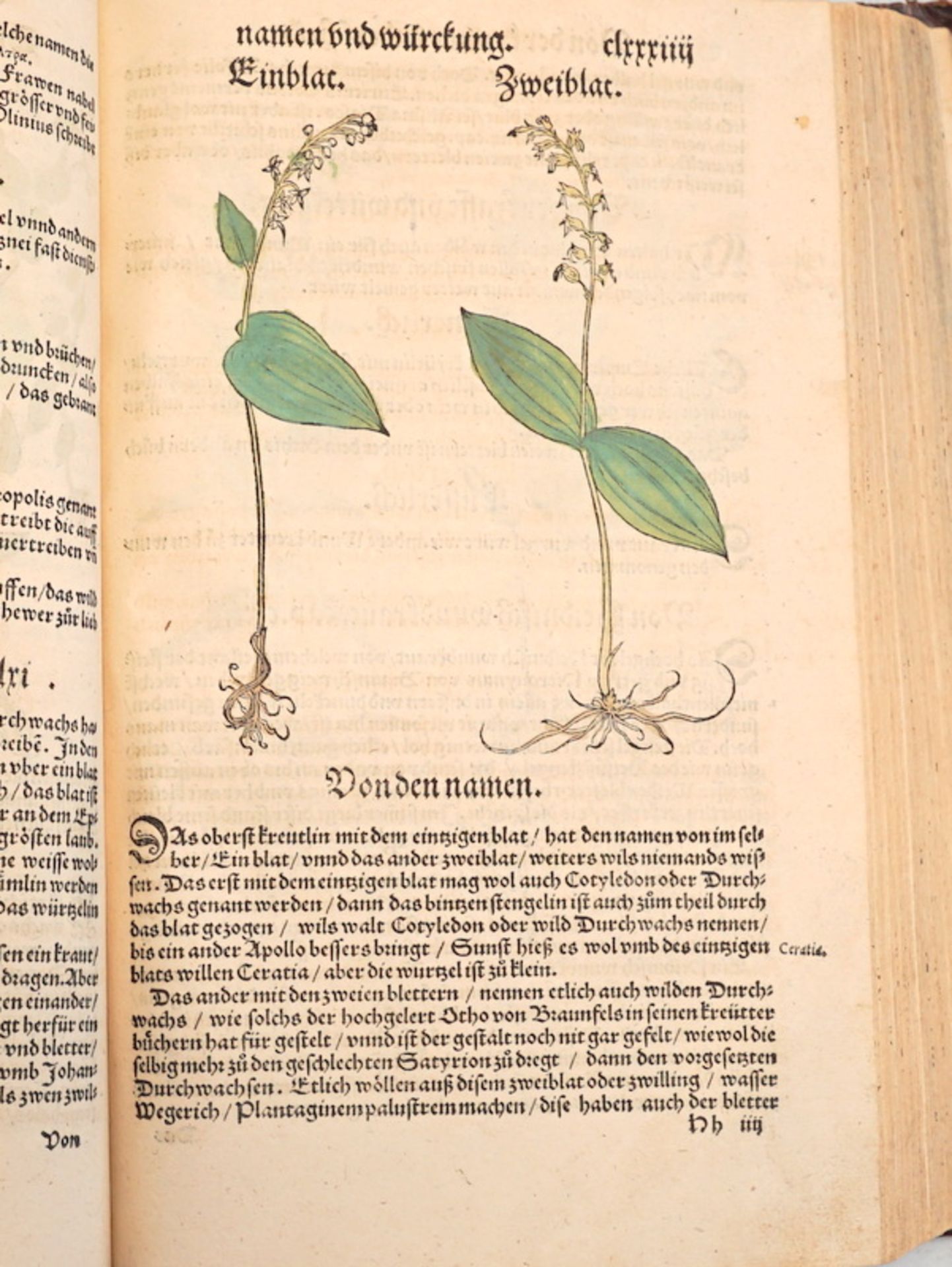 Bock, Hieronymus: "New Kreütter Buch', Strassburg 1546 - Image 3 of 3
