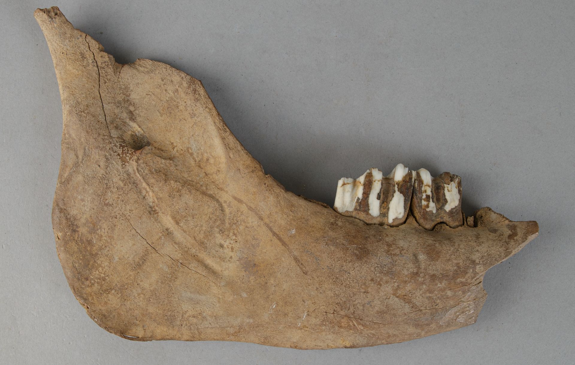 Fossiles Teilstück des Unterkiefers eines Wisents (europ. Bison)