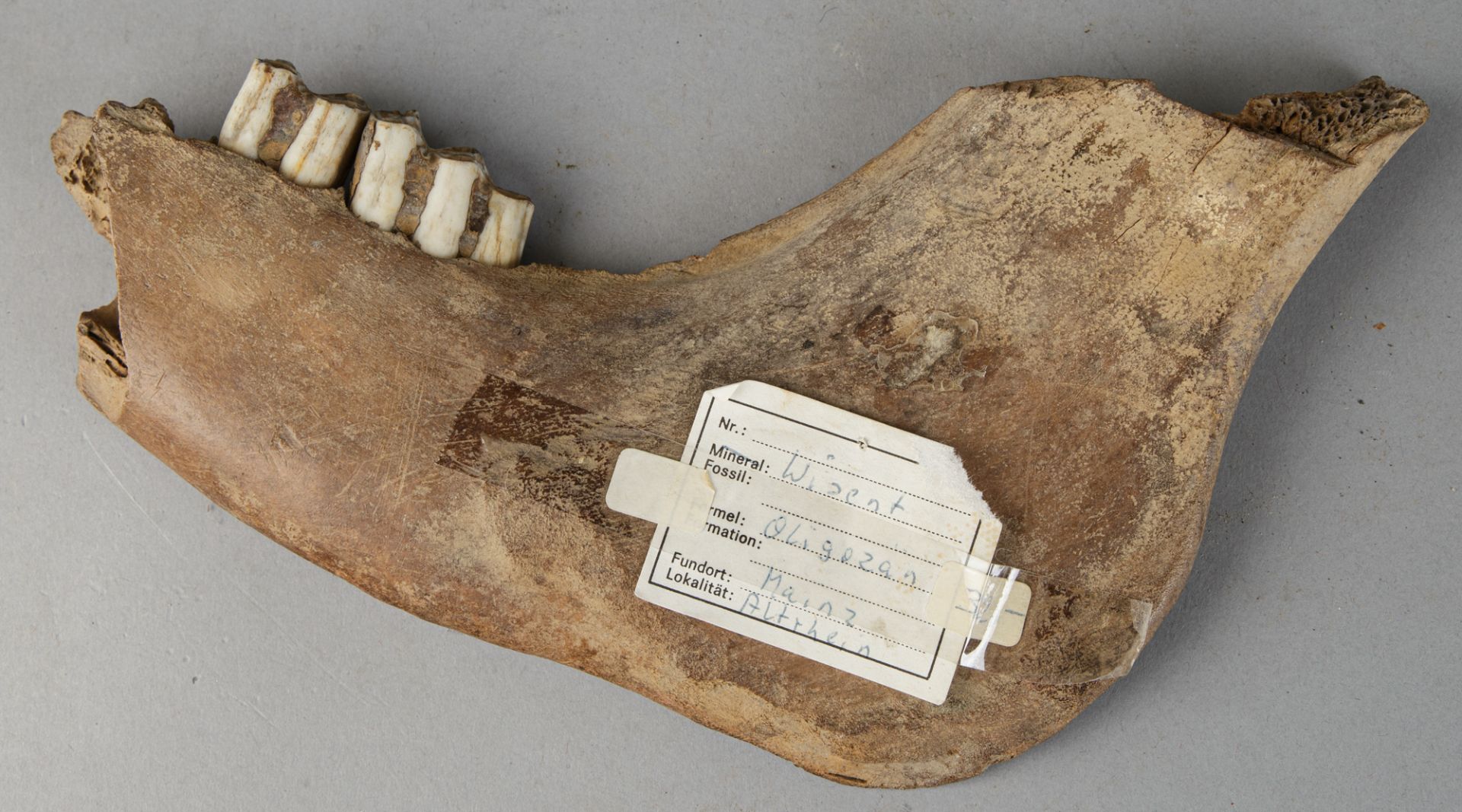 Fossiles Teilstück des Unterkiefers eines Wisents (europ. Bison) - Image 4 of 4