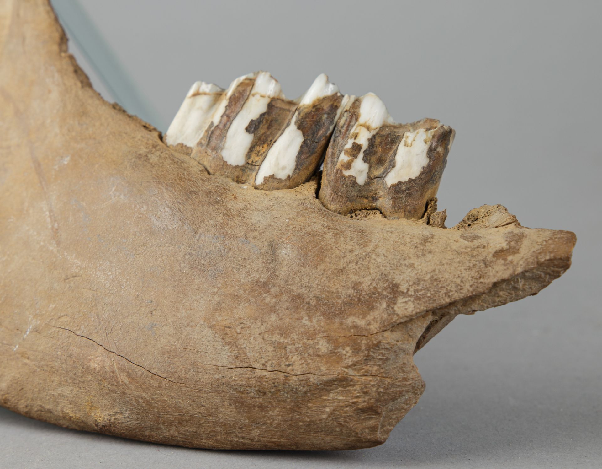 Fossiles Teilstück des Unterkiefers eines Wisents (europ. Bison) - Image 3 of 4