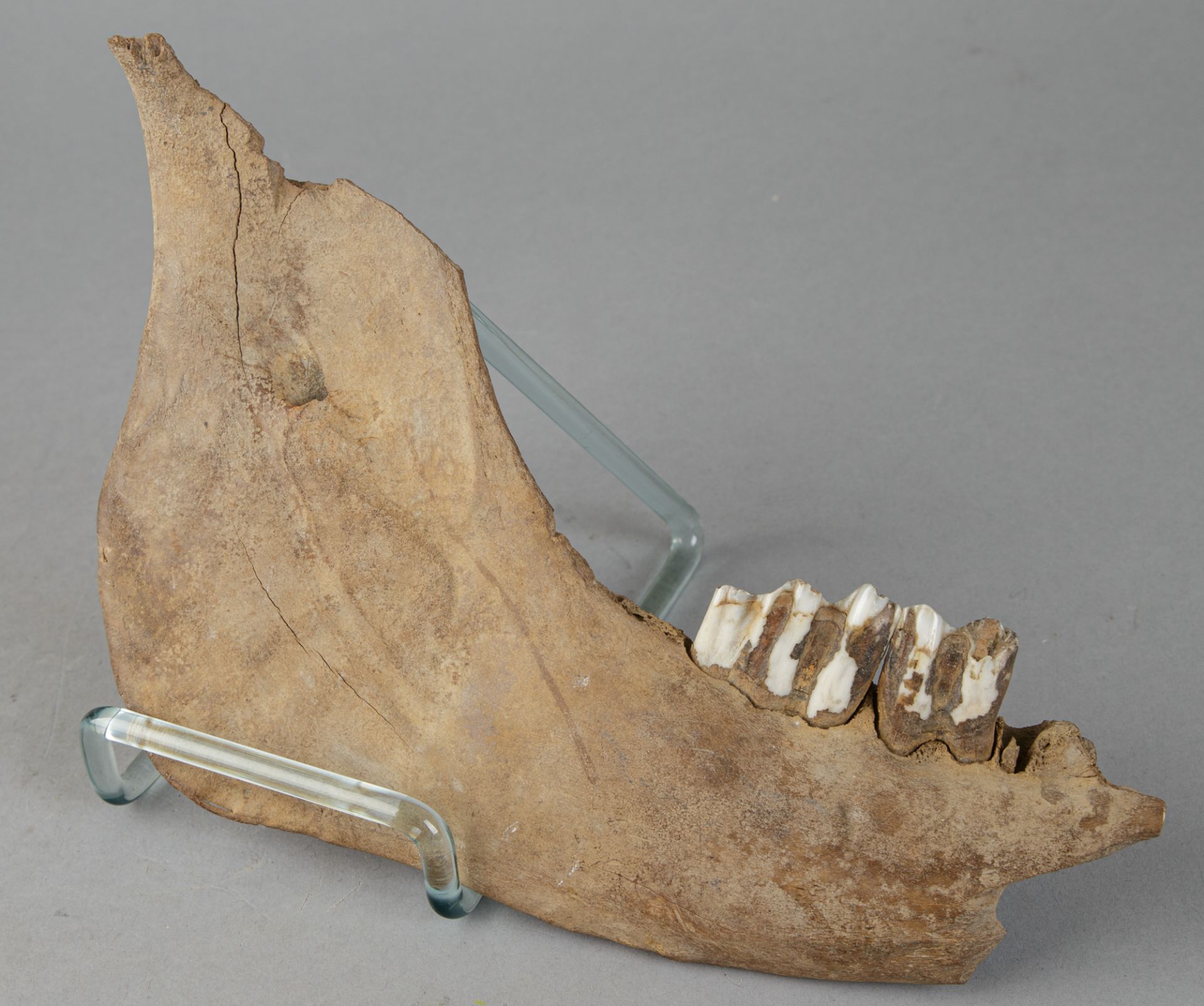 Fossiles Teilstück des Unterkiefers eines Wisents (europ. Bison) - Image 2 of 4