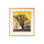 James Dodds (b. 1957), 'University Tree', signed and inscribed in pencil, numbered 36/50, coloured