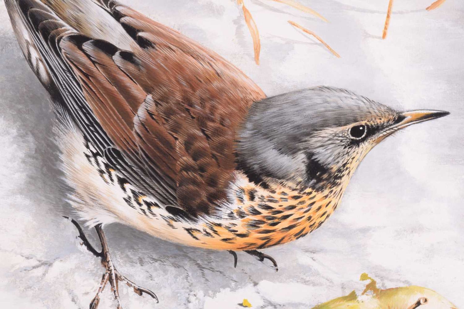 Terance James Bond (b.1946) British, 'Fieldfare - with Apple', study of the bird in snow, acrylic on - Image 6 of 8