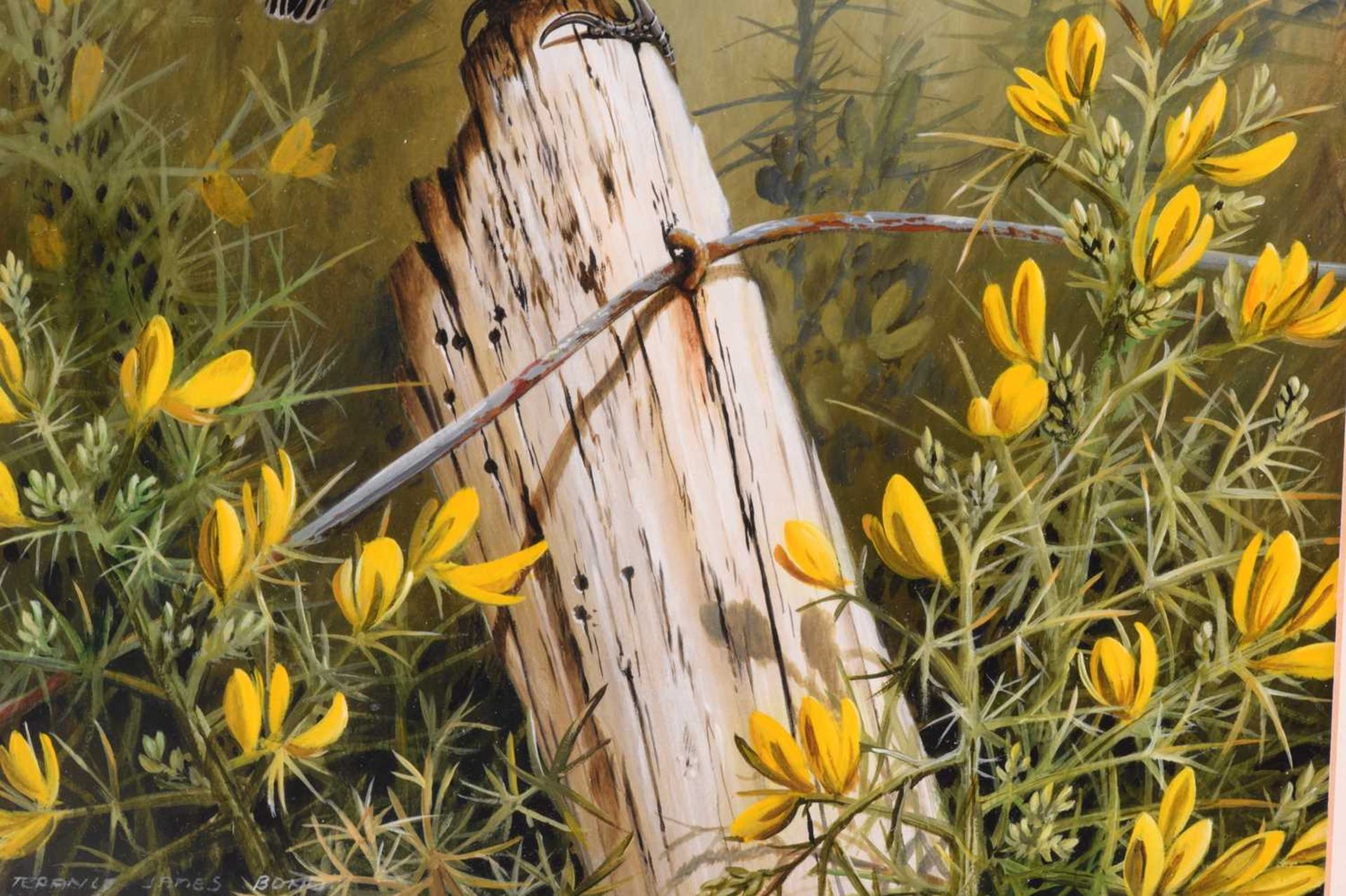 Terance James Bond (b.1946) British, 'European Stonechat', the bird perched on a stump before yellow - Image 6 of 7