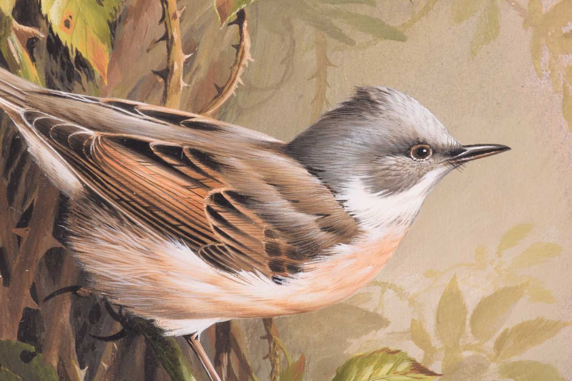 Terance James Bond (b.1946) British, 'Whitethroat', acrylic on card, a study of the bird amongst - Image 13 of 13