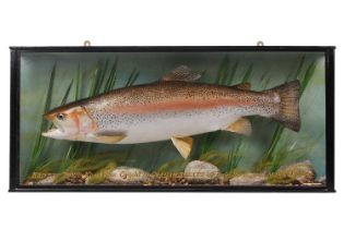 A Taxidermy Rainbow Trout in a straight fronted ebonised and gilt case, set in a naturalistic