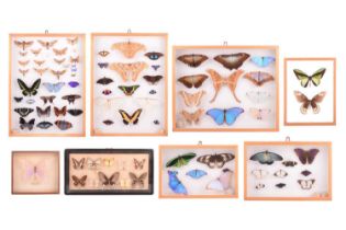 Eight cases of taxidermist-prepared tropical, butterflies and moths, in glazed wall display cases of