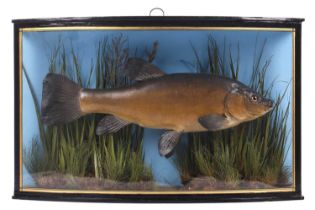 A probably early 20th-century Taxidermy Tench in an ebonised and gilt Cooper-type case, set in a