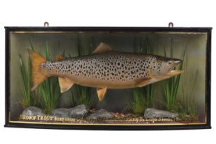 A large taxidermy Brown Trout in an ebonised and gilt bow-fronted Cooper-type display case,