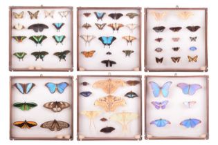 Six cases of matching taxidermist-prepared tropical, butterflies and moths, in glazed wall display