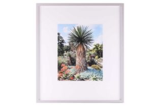 Scott McFarland (b. 1975) Canadian, Yucca carnerosana, limited edition 3/3, Inkjet type print, image