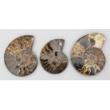 3 Fossilien "Ammoniten".