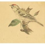 W.R "vogeltje" aquarel