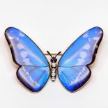 Ernst Paltscho (1858-1929), Oostenrijk - Hongarije, 14 kt. gouden 'butterfly wing' vlinderbroche.