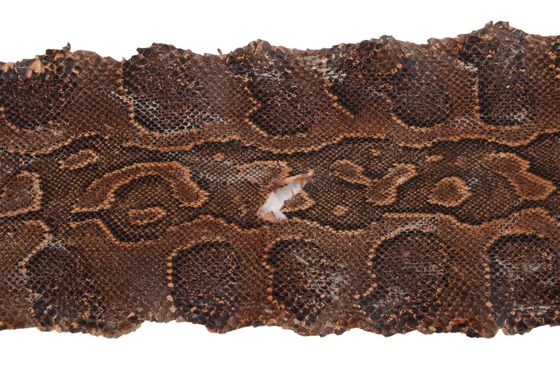 Skin of a python - Image 4 of 8