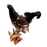 Taxidermy grouse