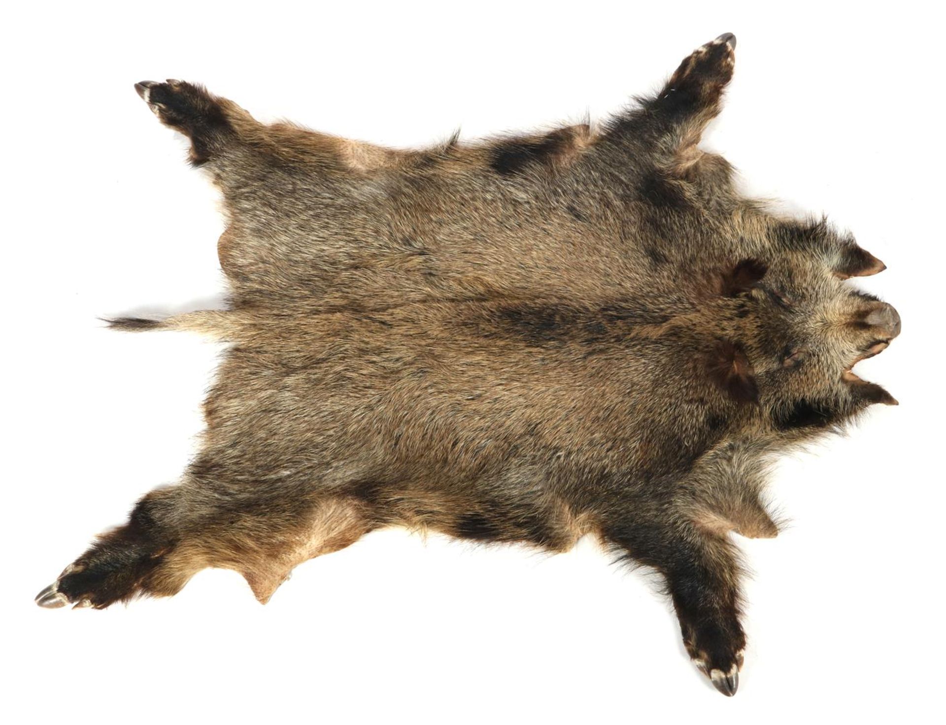 Skin of a boar