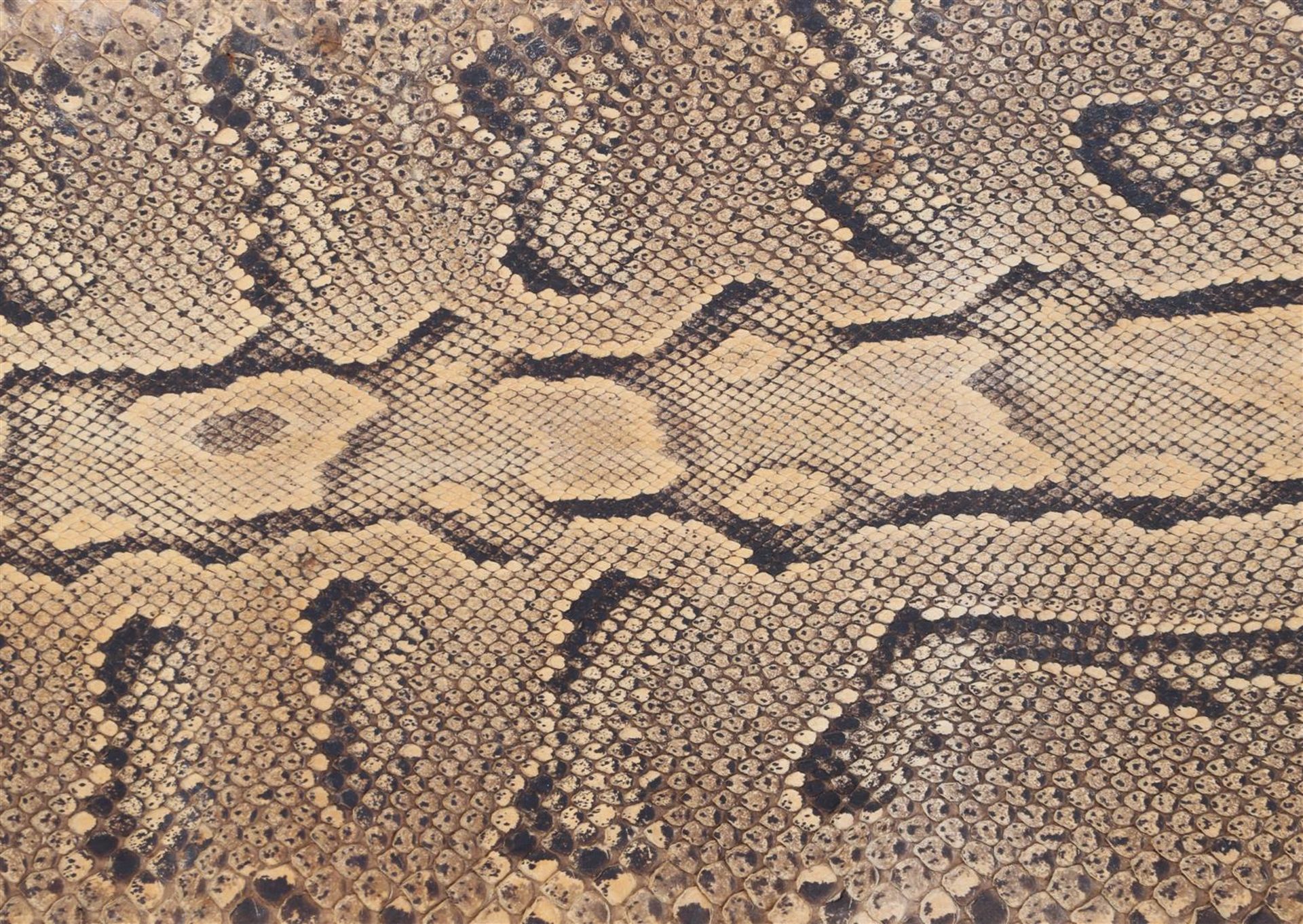 Skin of a python - Image 4 of 8