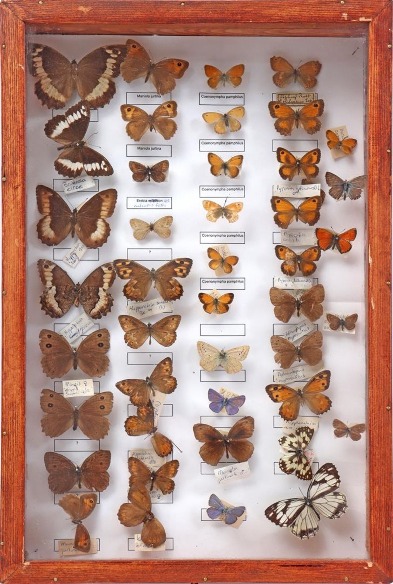 Prepared and mounted butterflies - Image 2 of 2