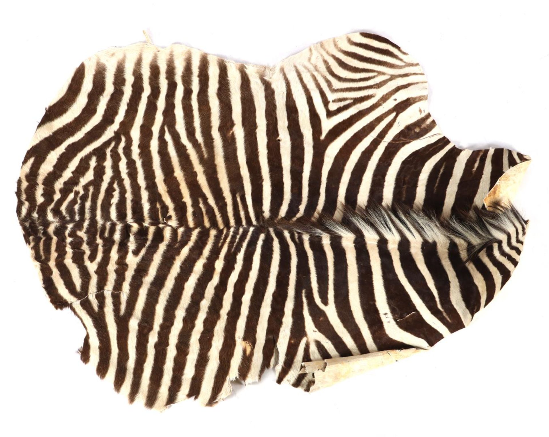 Zebra skin - Image 2 of 2