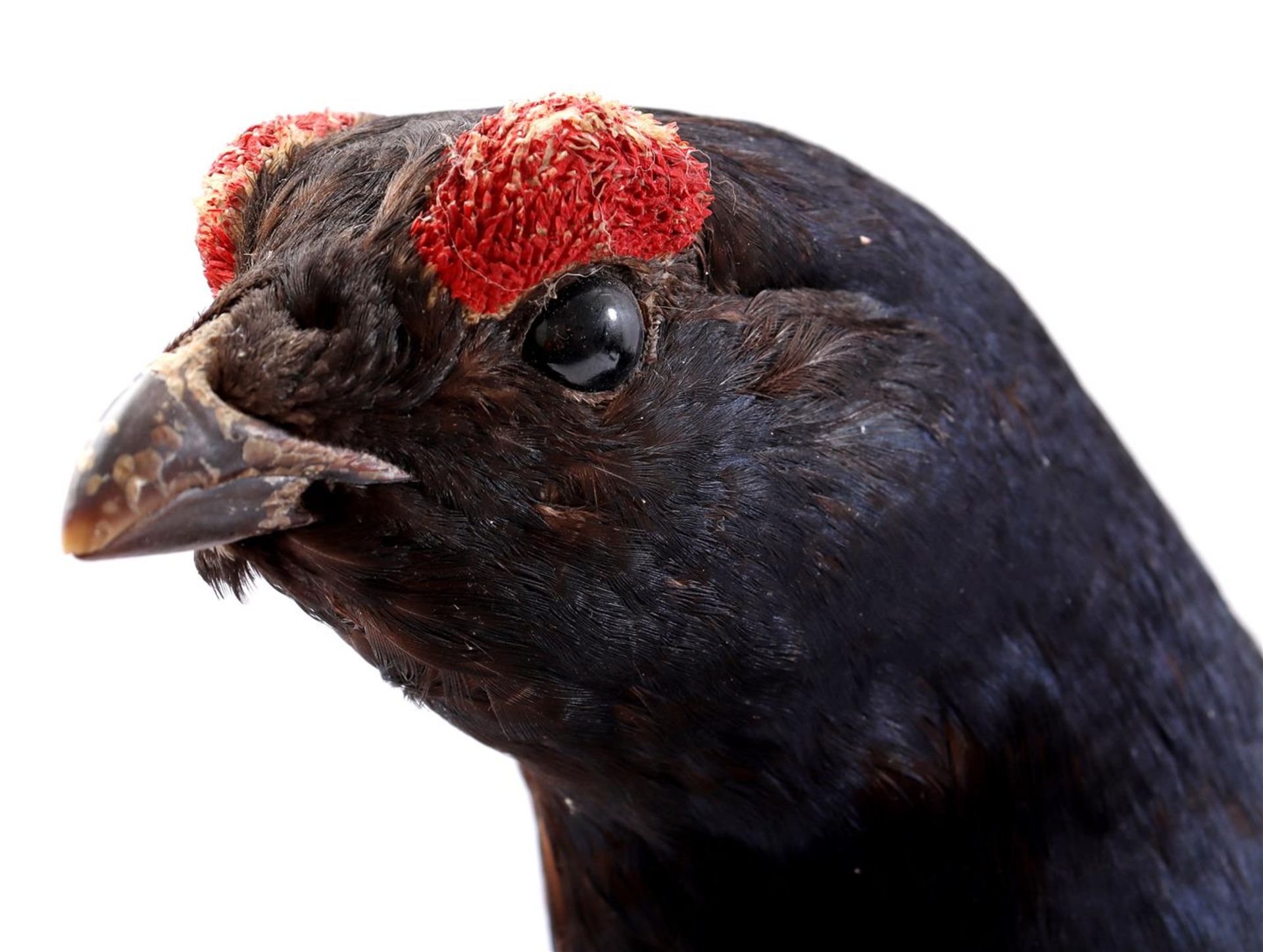 Taxidermy grouse - Image 4 of 4