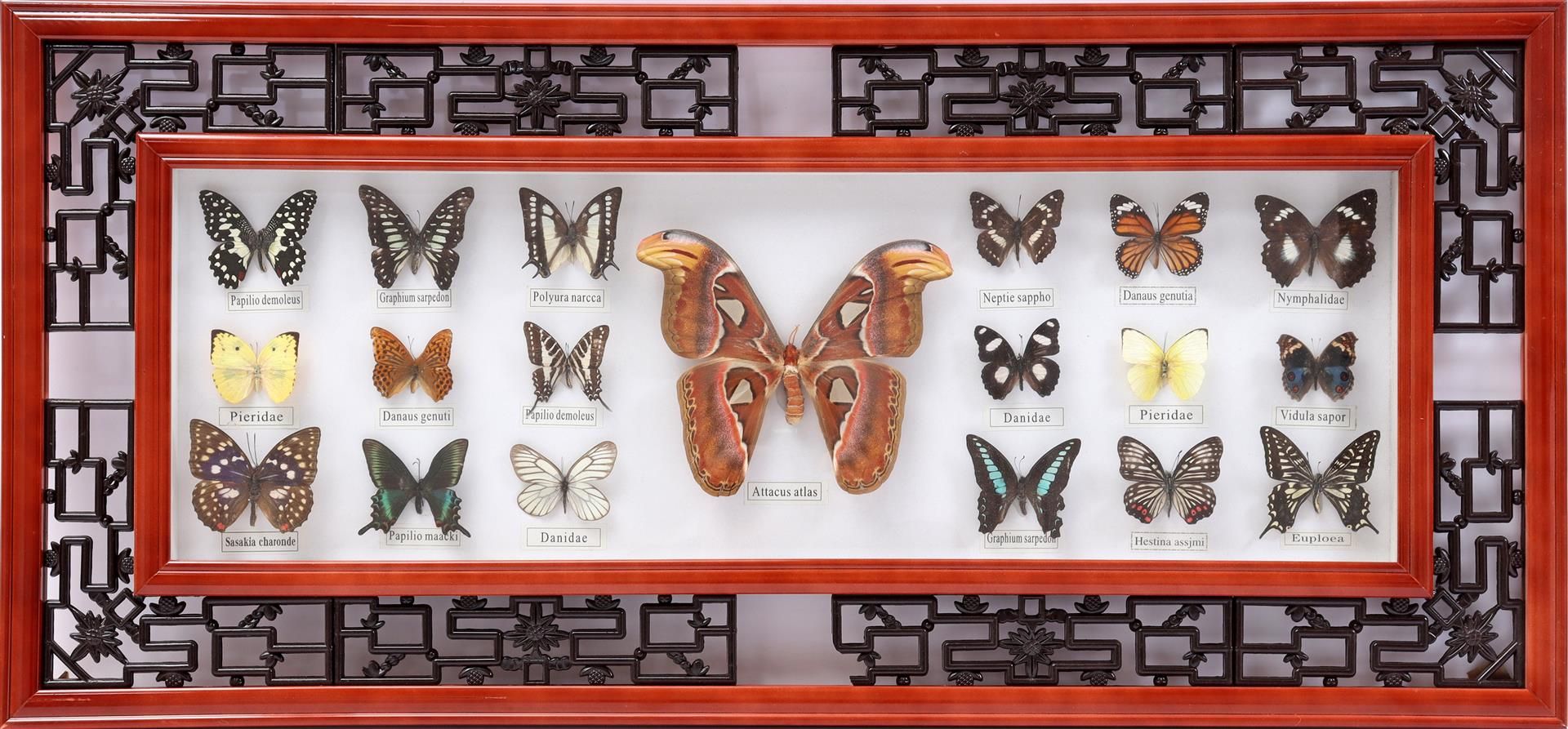 Wall decoration of 19 prepared butterflies
