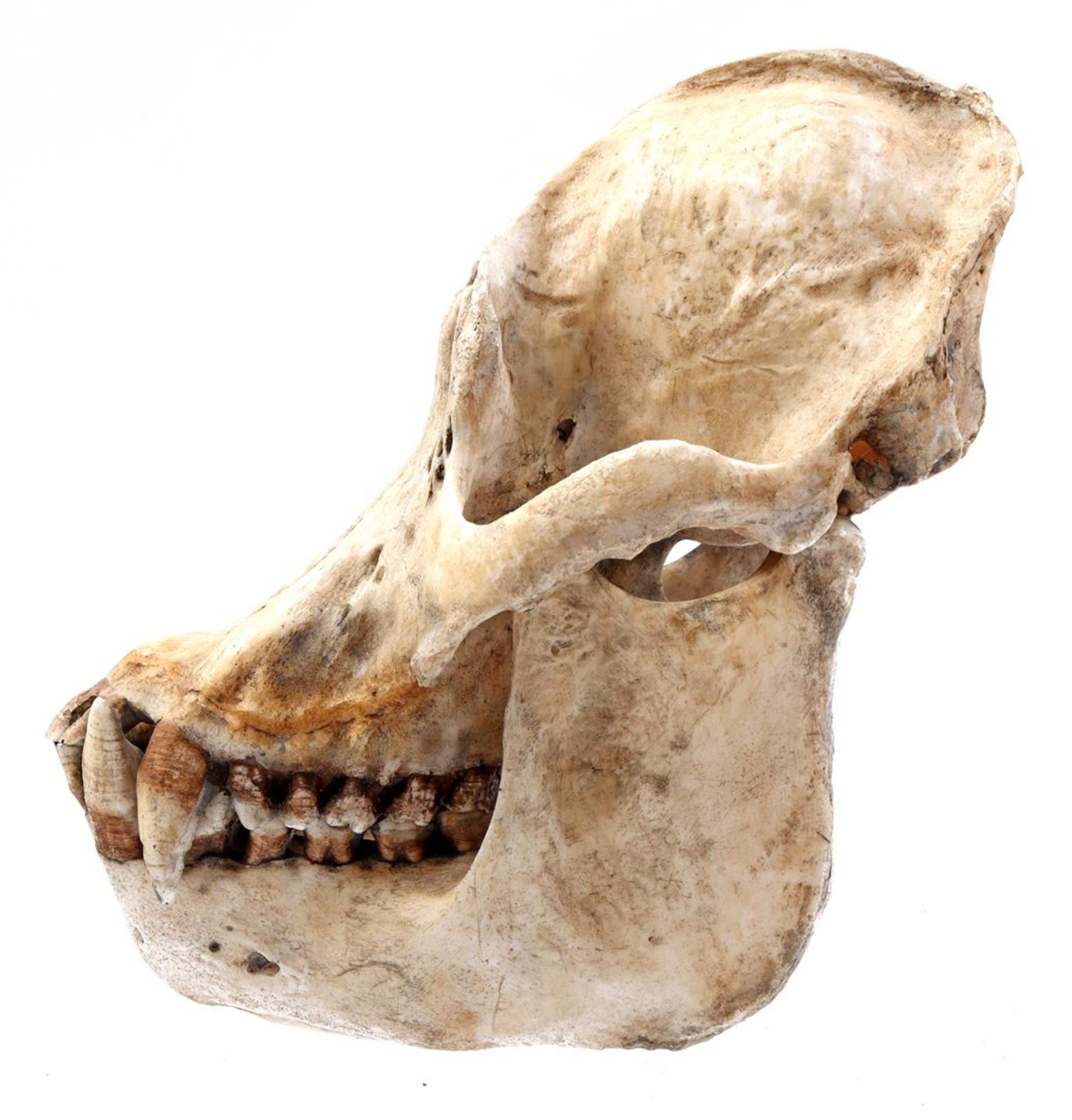 Replica skull - Image 2 of 2