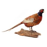 Taxidermy golden pheasant