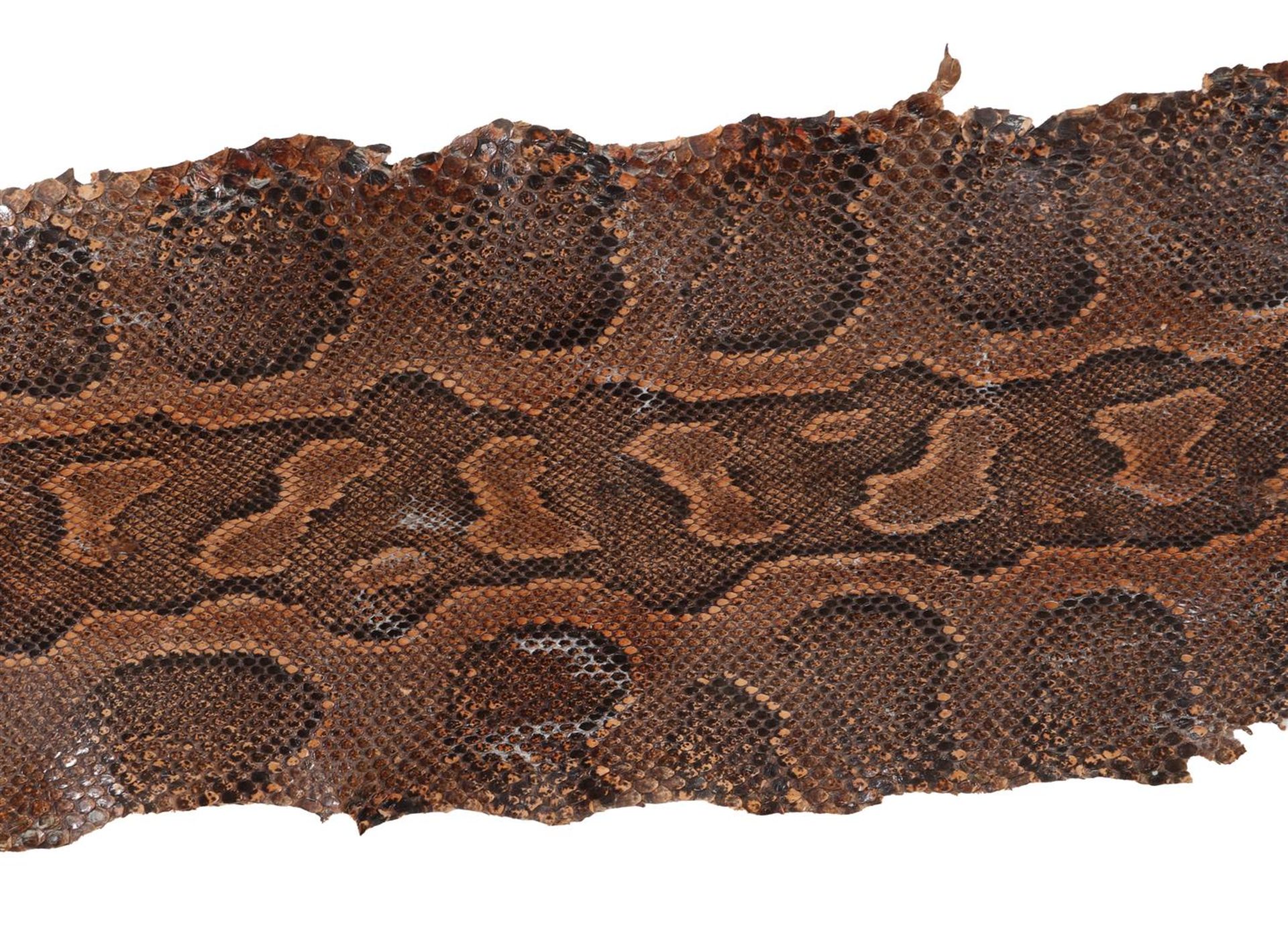 Skin of a python - Image 5 of 8