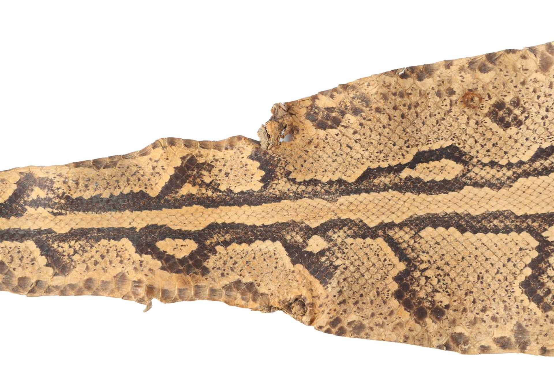 Skin of a python - Image 5 of 8
