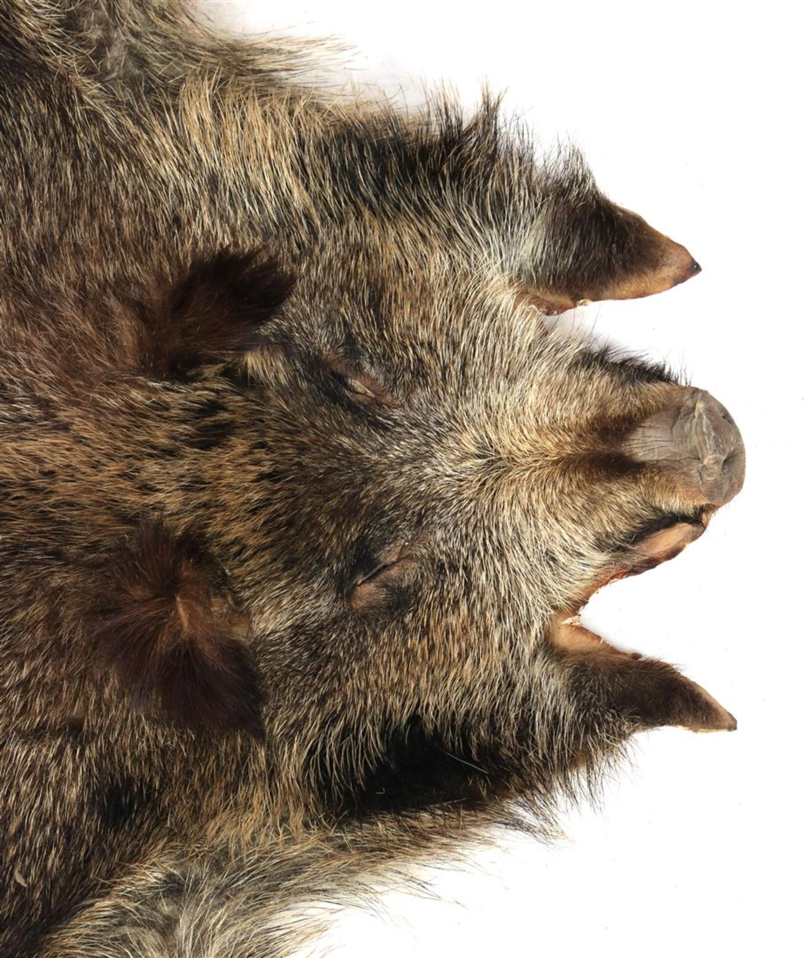 Skin of a boar - Image 4 of 4