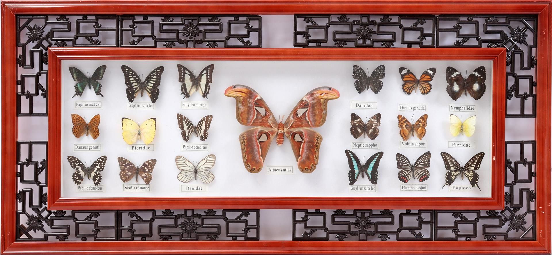 Wall decoration of 19 prepared butterflies - Image 2 of 2