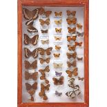 Prepared and mounted butterflies