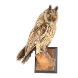 Taxidermy long-eared owl