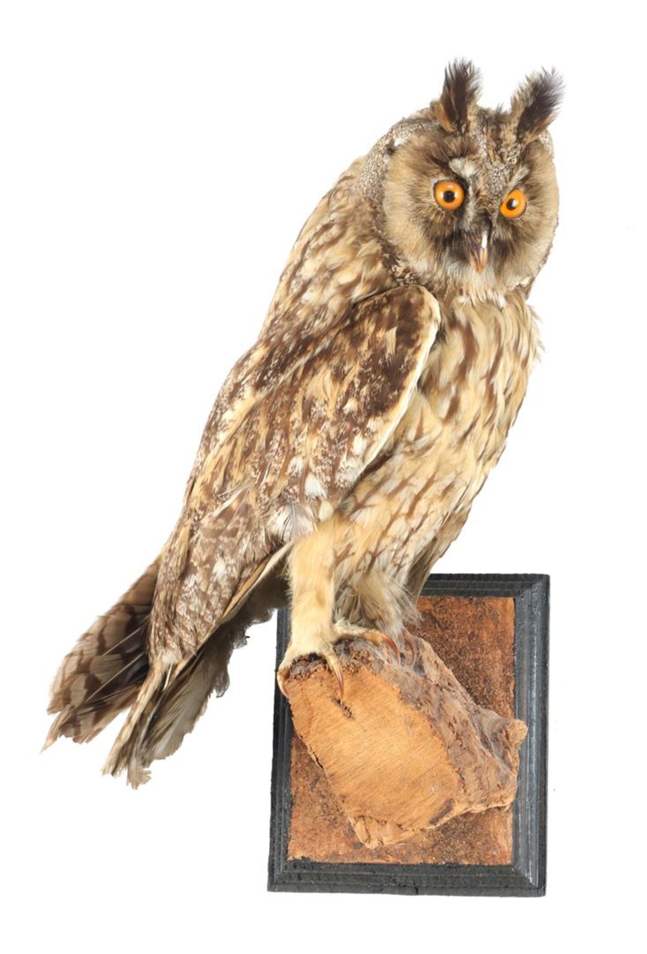 Taxidermy long-eared owl