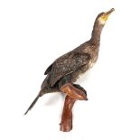 Cormorant