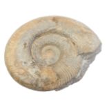 Stone fossil