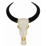 Skull of a water buffalo