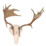 Deer antlers