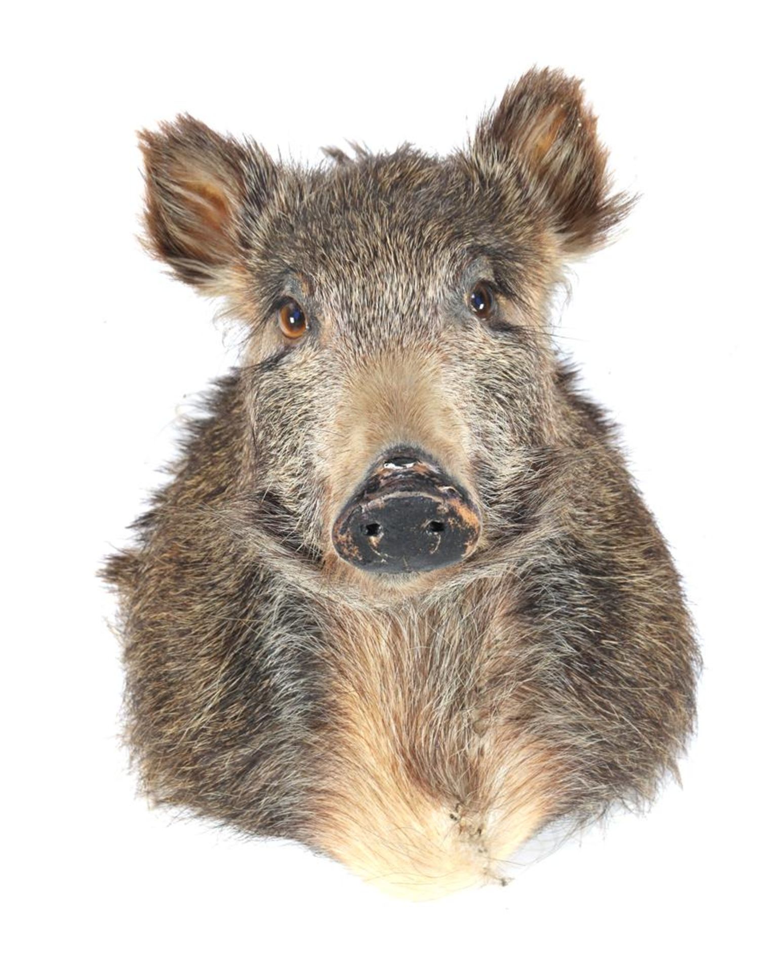 Mounted head of a boar - Image 4 of 4