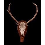 Skull with red deer antlers