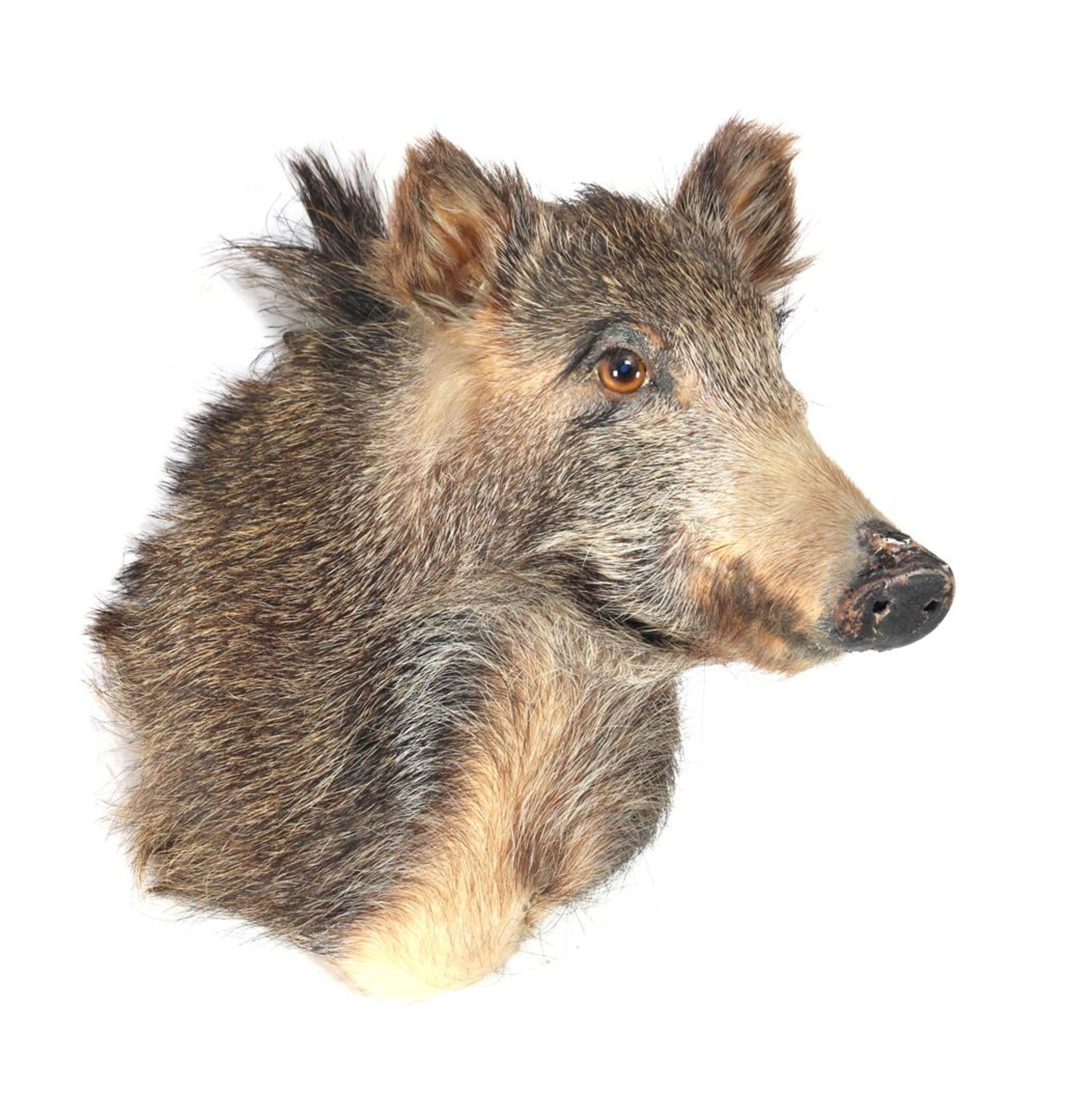 Mounted head of a boar