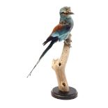 Prepared fork-tailed roller