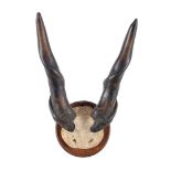 Horns of antelope on oak shield