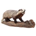 Taxidermy badger on stump