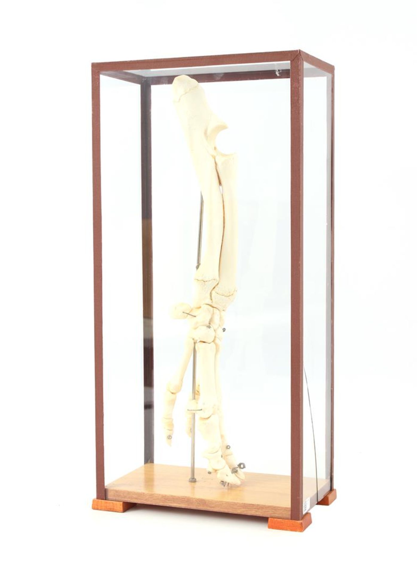 Pig's foot skeleton in display case