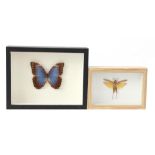 Butterfly and grasshopper in frame