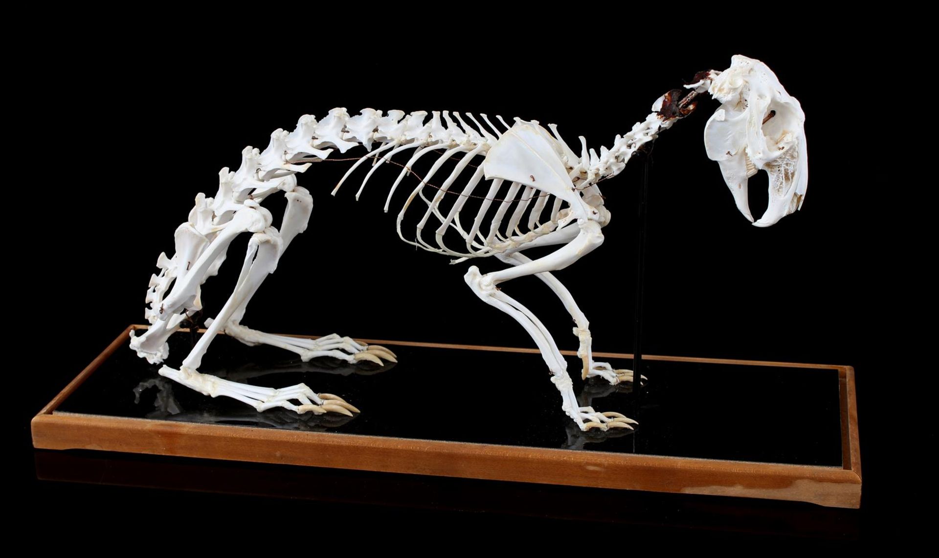 Skeleton of a hare