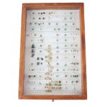 Beetles in display case