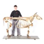 Skeleton of a cow